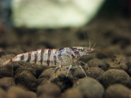 zebra shrimp 